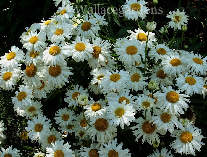 patriotic plants for a fourth of july party patriotic urbanliving, container gardening, flowers, gardening, patriotic decor ideas, seasonal holiday d cor, Daisies what s more American and patriotic than a white daisy with a yellow eye