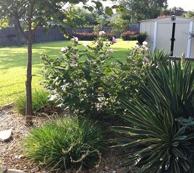 backyard flower garden, flowers, gardening, hibiscus, Bulbine Yucca Hibiscus