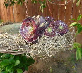 jardinagem, Banho de p ssaro guirlanda de uvas com suculentas