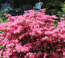 spring is blooming, flowers, gardening, perennials, Azalea