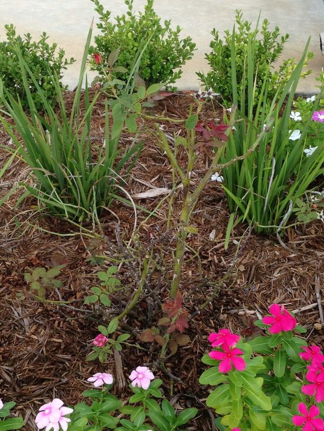 any idea what could be going on with my azaleas and knockout rose bush