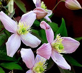 the merry merry month of may, flowers, gardening, hydrangea, Montana Rubens Clematis