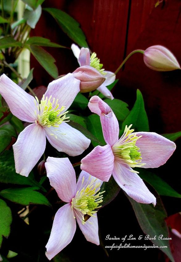 the merry merry month of may, flowers, gardening, hydrangea, Montana Rubens Clematis