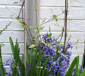 what s blooming in the garden today, flowers, gardening, Clematis vine under planted with Hyacinths