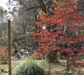 fall in rural north alabama, flowers, landscape, outdoor living