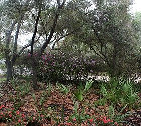 new landscapes, flowers, gardening, landscape, outdoor living, Fashion Azaleas with some of the native Palmettos that we left