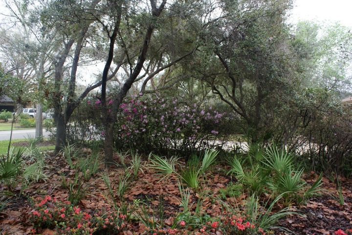 new landscapes, flowers, gardening, landscape, outdoor living, Fashion Azaleas with some of the native Palmettos that we left