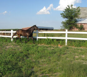 our riding arena, fences, outdoor living, Done minus the ever raging battle with the weeds