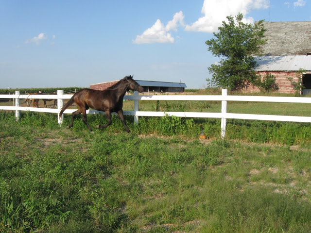 our riding arena, fences, outdoor living, Done minus the ever raging battle with the weeds