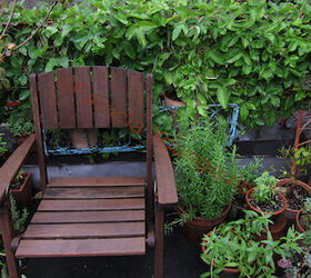 urban hedges part two bamboo trellis, flowers, gardening, outdoor living, pets animals, urban living, My lush passion vine is featured in a 2010 entry on Blogger