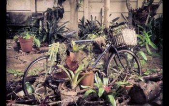 Re-use of bicycle for bromeliad garden