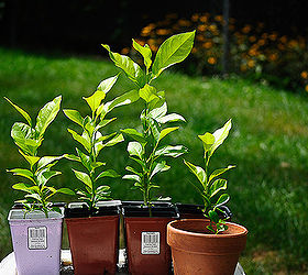 start your own lemon trees from seed, gardening, homesteading, All my babies