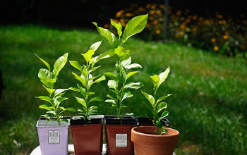 Start Your Own Lemon Trees From Seed