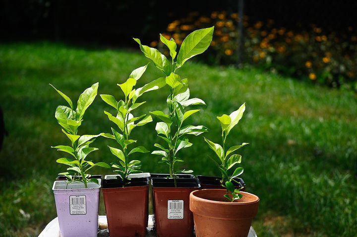 start your own lemon trees from seed, gardening, homesteading, All my babies