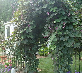 hyacinth bean vine, gardening, Hyacinth bean vine so lovely
