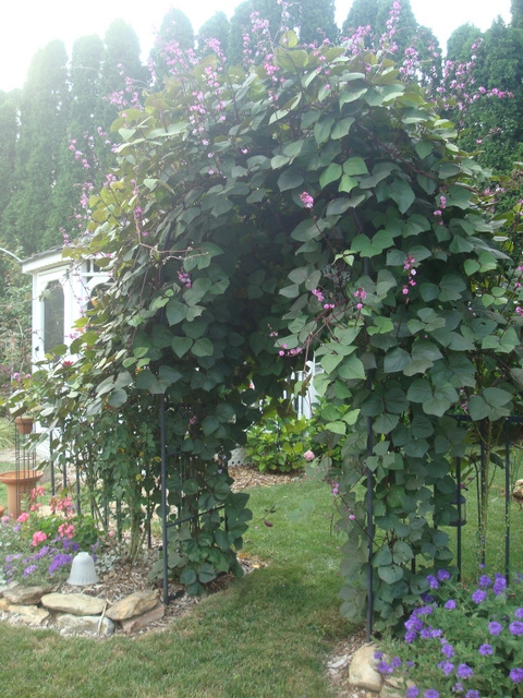 hyacinth bean vine, gardening, Hyacinth bean vine so lovely