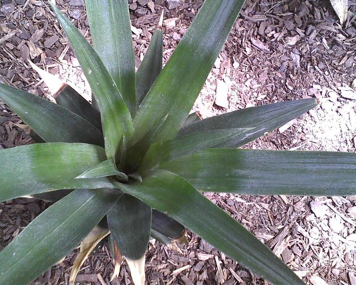 this year i planted pineapple 5 of them, gardening, three are doing good