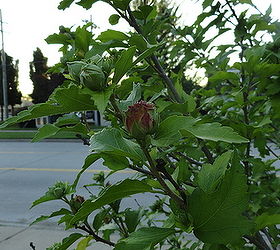 rose of sharon tree, gardening, One of the buds