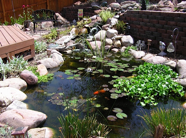 water features through walls, gardening, landscape, outdoor living, ponds water features, wall decor, Located off the owner s deck this waterfall cascades down a very steep hill through the retaining wall and flows into a large pond filled with beautiful koi at Arvada CO