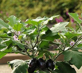 container gardening patio baby eggplant takes the prize, container gardening, gardening, patio