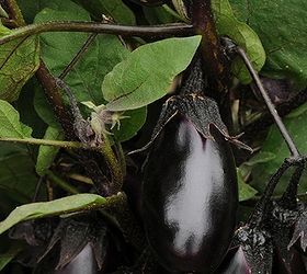 container gardening patio baby eggplant takes the prize, container gardening, gardening, patio