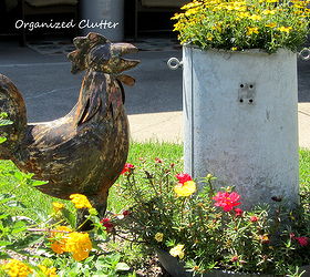 garden roosters hens and chicks, gardening, outdoor living, repurposing upcycling, This is a rusty iron rooster and another galvanized chicken feeder planted with bidens and moss roses