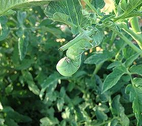 all natural bug spray for our garden, gardening, pest control, Big horned tomato worm YUCK