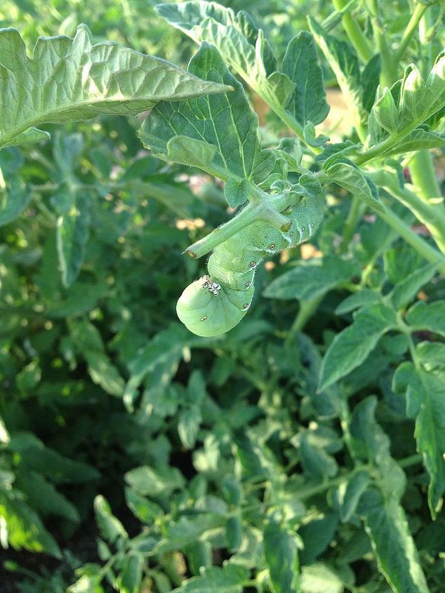 all natural bug spray for our garden, gardening, pest control, Big horned tomato worm YUCK