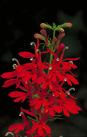 cardinal flowers, flowers, gardening, Cardinal Flowers This perennial a good choice for gardens if you want to attract hummingbirds