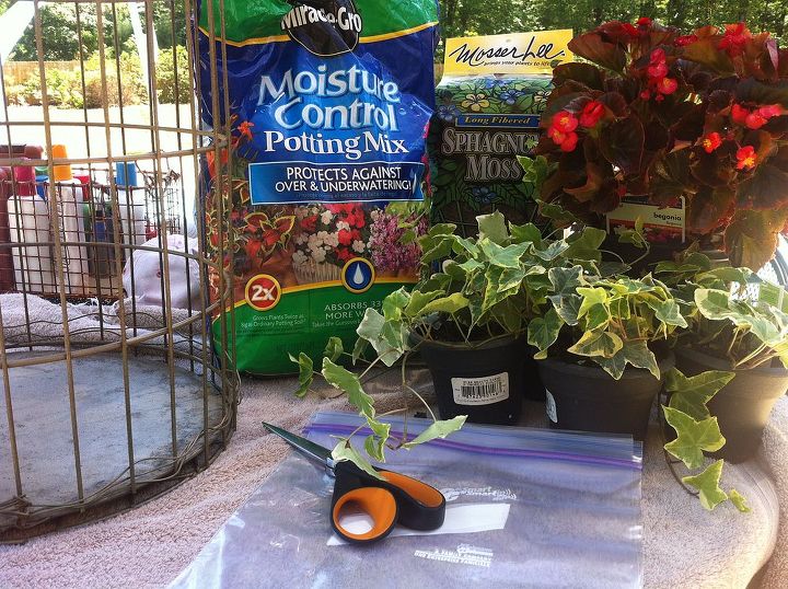 repurposing, gardening, repurposing upcycling, Birdcage gold Rustoleum textured spray paint freezer bags moss planting soil ivy and begonia