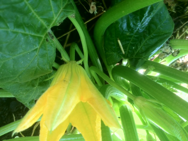 help our zuchini plant has huge green leaves and yellow flowers that fall off, flowers, gardening