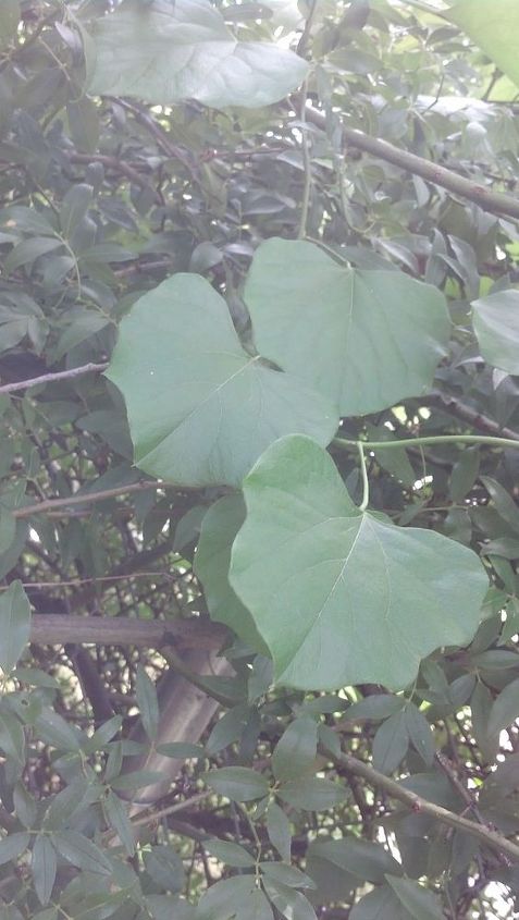 what kind of vine is this, gardening