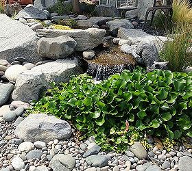pondless water feature renovation, outdoor living, ponds water features, Who says you can t grow floating hyacinth in a pondless waterfall installation