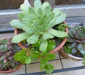favorite uses for terracotta clay pots, flowers, gardening, succulents, Seeing how my favorite plants are hardy succulents this seemed like a good opportunity to plant them in the clay pots there s also a bit of Sedum too along with the Sempervivum in each one