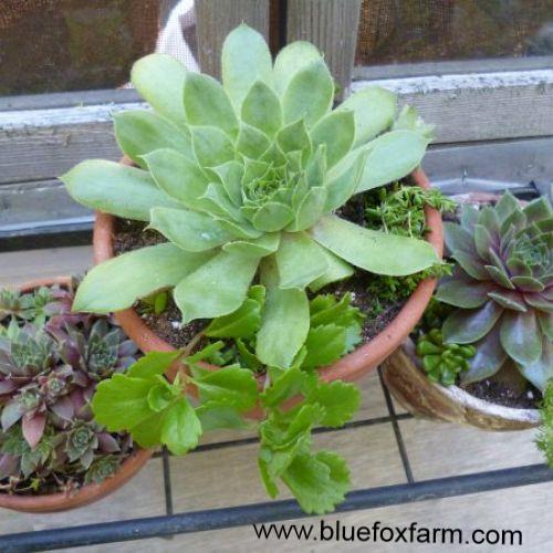 favorite uses for terracotta clay pots, flowers, gardening, succulents, Seeing how my favorite plants are hardy succulents this seemed like a good opportunity to plant them in the clay pots there s also a bit of Sedum too along with the Sempervivum in each one
