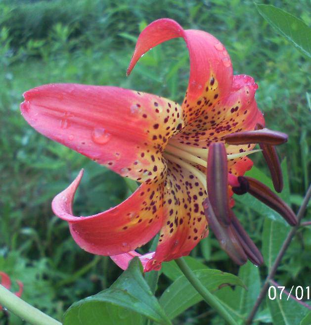 just some of the flowers in our yard, flowers, gardening, Turk s Cap Lily