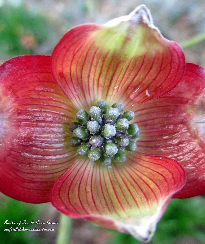 what s blooming in the garden today, flowers, gardening, Cherokee Brave Dogwood Blossom