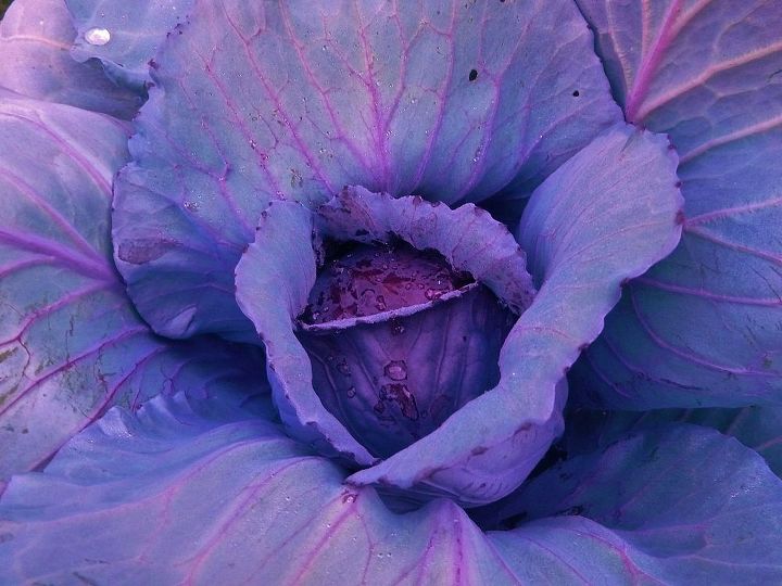 veggies, gardening, red cabbage