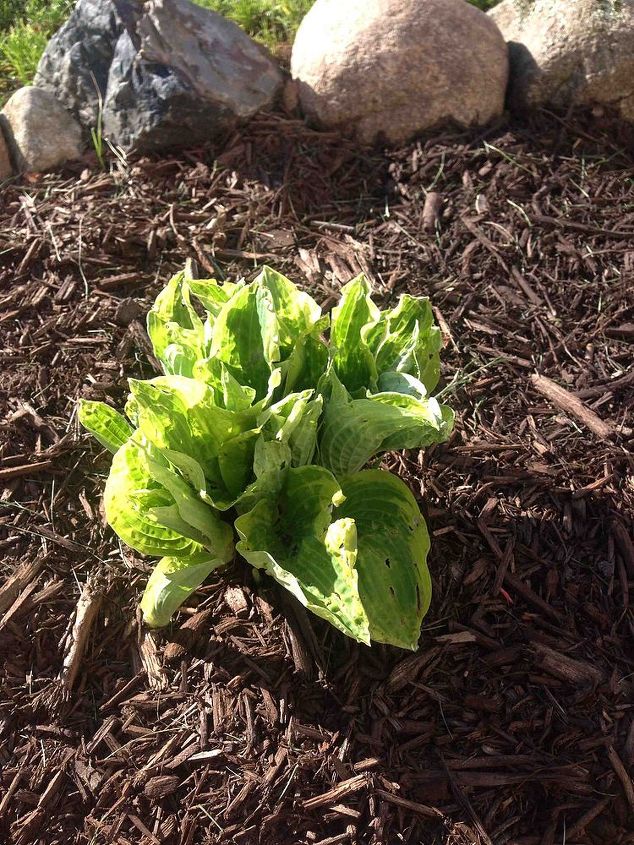 buracos nas minhas hostas, hosta um