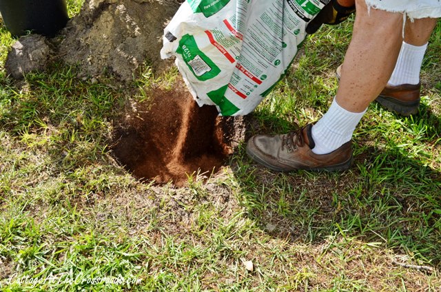 planting a privet hedge, flowers, gardening, Adding peat moss to the hole helps the roots retain moisture and keeps the soil loose