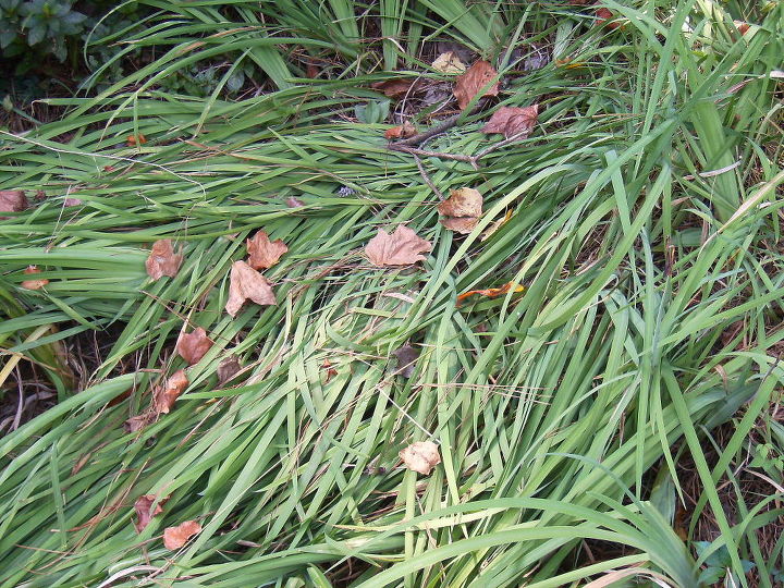 i have some overgrown lilies and need to thin and transplant them they ve hardly