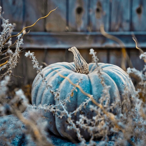 blue pumpkins, gardening, seasonal holiday decor