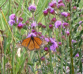 summer gardens in wisconsin, flowers, gardening, Monarch Butterflies come at the end of summer During this photos session I counted around a dozen