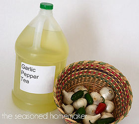 garlic pepper tea a natural pesticide, gardening, Strain out solids and add enough water to make a gallon of Garlic Pepper Tea Concentrate