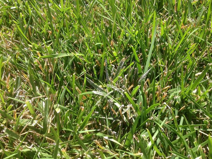 something growing on blades of grass in patches, gardening