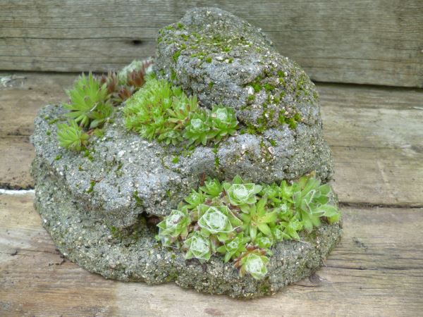hypertufa and succulents a match made in heaven, flowers, gardening, succulents, Another strata planter The size of these is less than a foot across It s amazing how many rosettes grow quite contentedly here