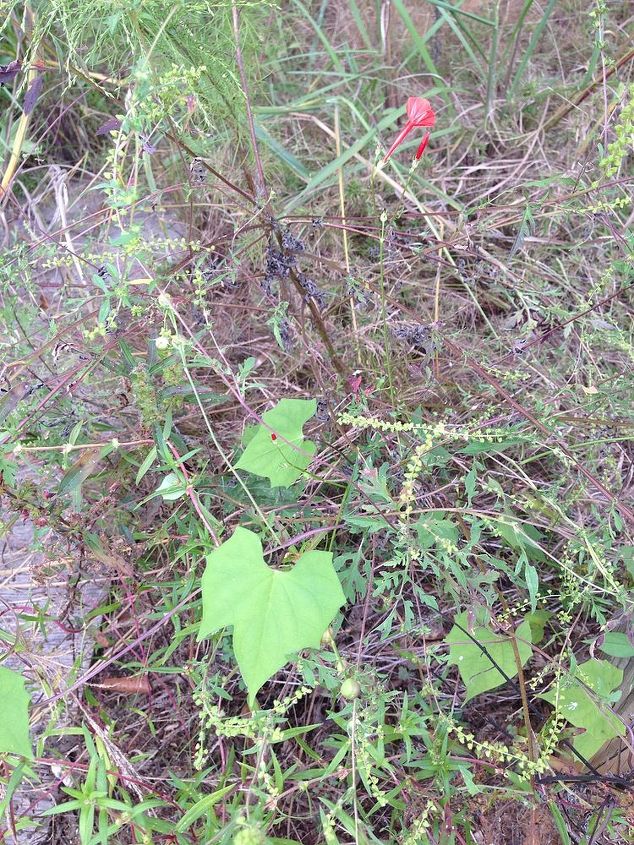 help me identify this plant please, flowers, gardening