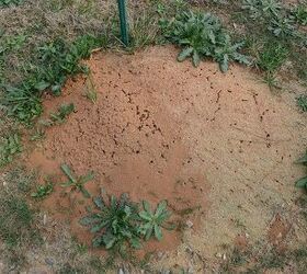 if you live in the south fire ants are a common problem but the good news is that, pest control, fire ant mound