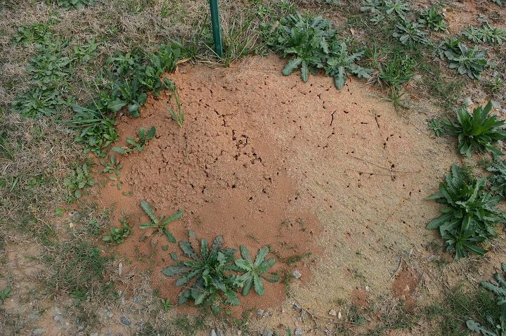 if you live in the south fire ants are a common problem but the good news is that, pest control, fire ant mound