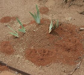 if you live in the south fire ants are a common problem but the good news is that, pest control, fire ants in irises
